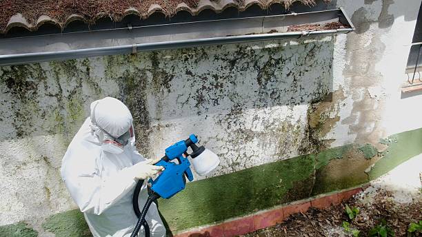 Top rated local Mold Removal specialists in Missouri City, TX
